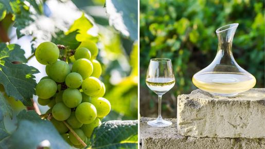 Zumbali Chenin Blanc – det sydafrikanska succévinet