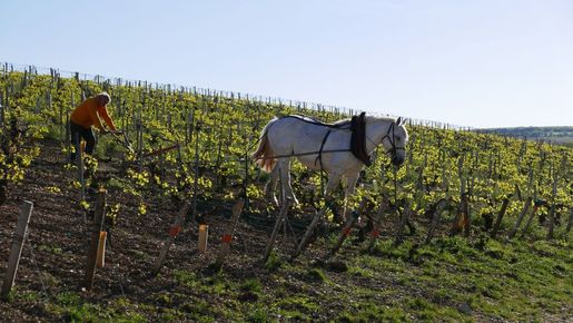 Hästbonden i Chablis garant för toppviner