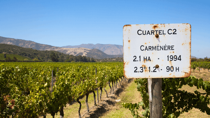 Carmenère-druvor