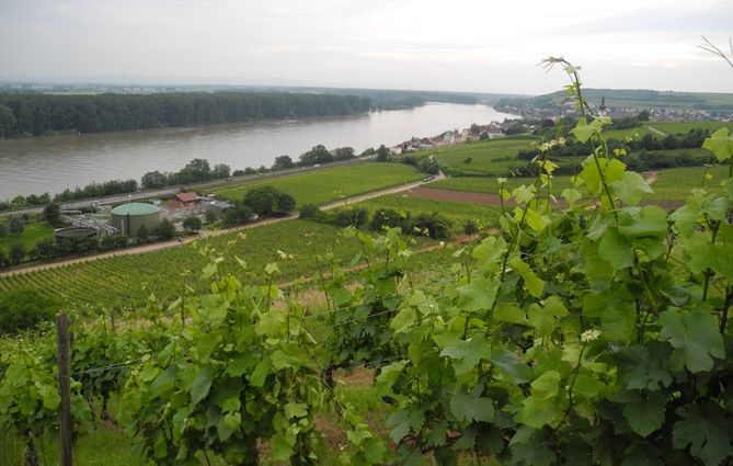 Rheinhessen | Tysklands största vinregion