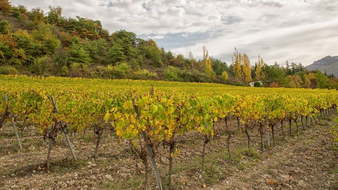 Clairette