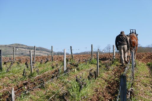 Domaine Chevrot et Fils i Côte de Beaune Les Maranges