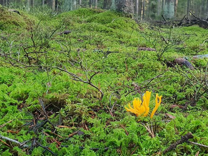 TOPP 10 - röda viner till svamp