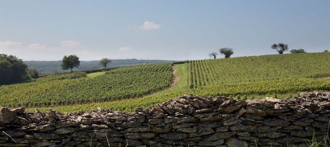 Vin från Bourgogne med Vinköplistan 24