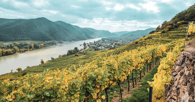 Handskördade druvor från branta lägen – välkommen till Domäne Wachau