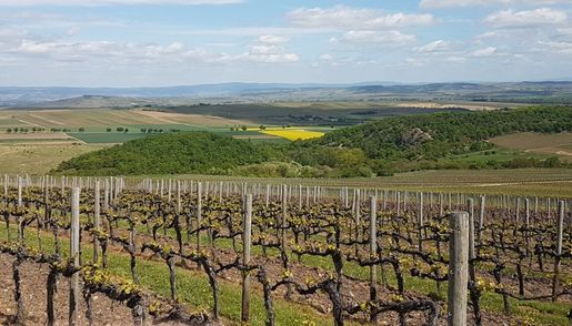 Weingut Wagner-Stempel i Rheinhessen