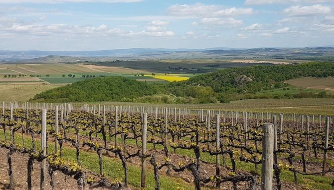 Weingut Wagner-Stempel i Rheinhessen