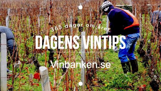 Dagens Vintips - 6 nov. 2018 - Campofalco Organic Valdobbiadene DOCG 2017