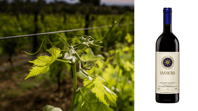 Tenuta San Guido och Sassicaia