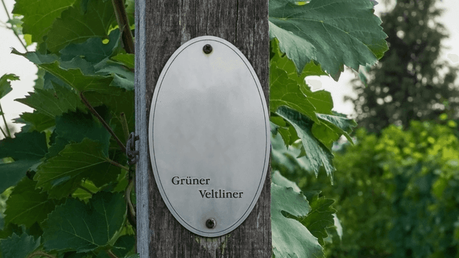 Grüner Veltline-druvor