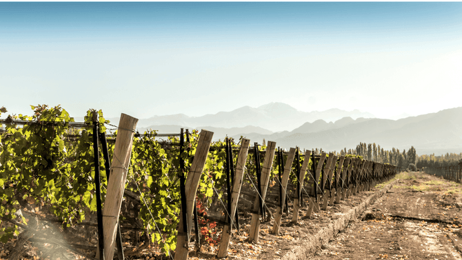 Malbec-druvor