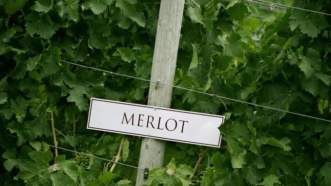 Merlot-druvor