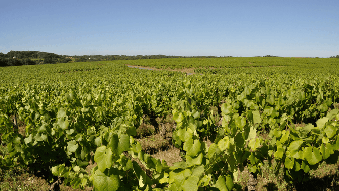 Gamay-druvor