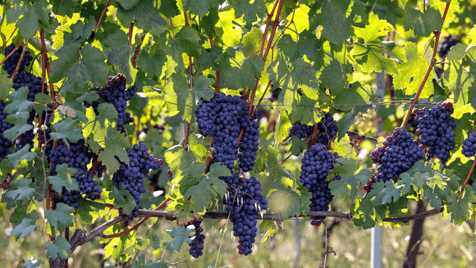 Nebbiolo-druvor