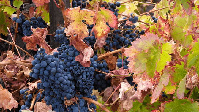 Petit Verdot-druvor
