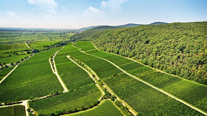 Pfalz är den varmaste tyska vinregionen med fokus på riesling.