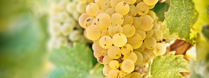 Collevite Verdicchio till laxburgare | Måndagsmatchen