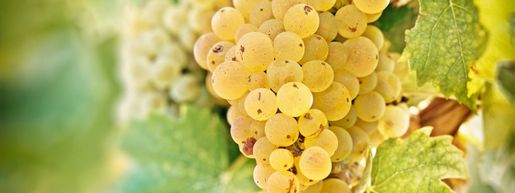 Collevite Verdicchio till laxburgare | Måndagsmatchen