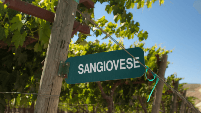 Sangiovese druvor