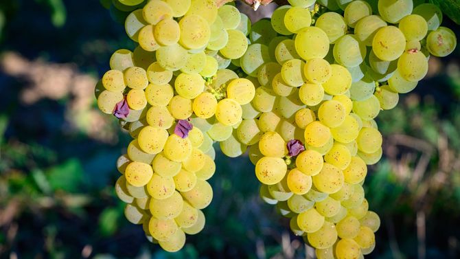 Savagnin