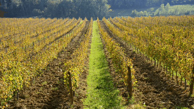 Verdicchio -druvor